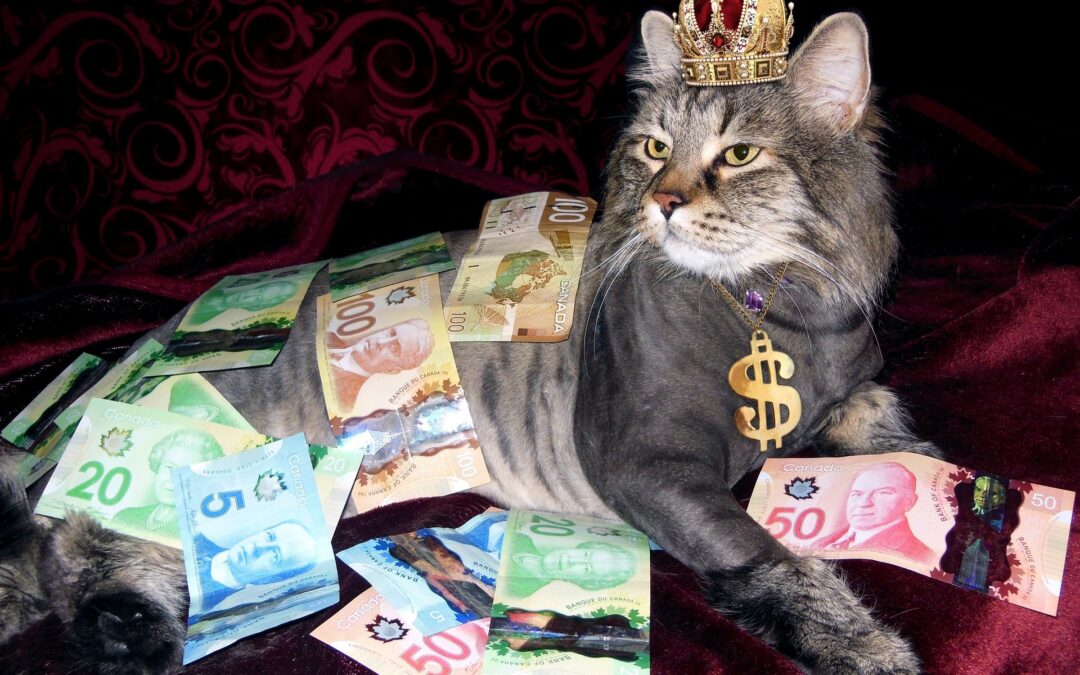 un chat trône avec de l'argent
