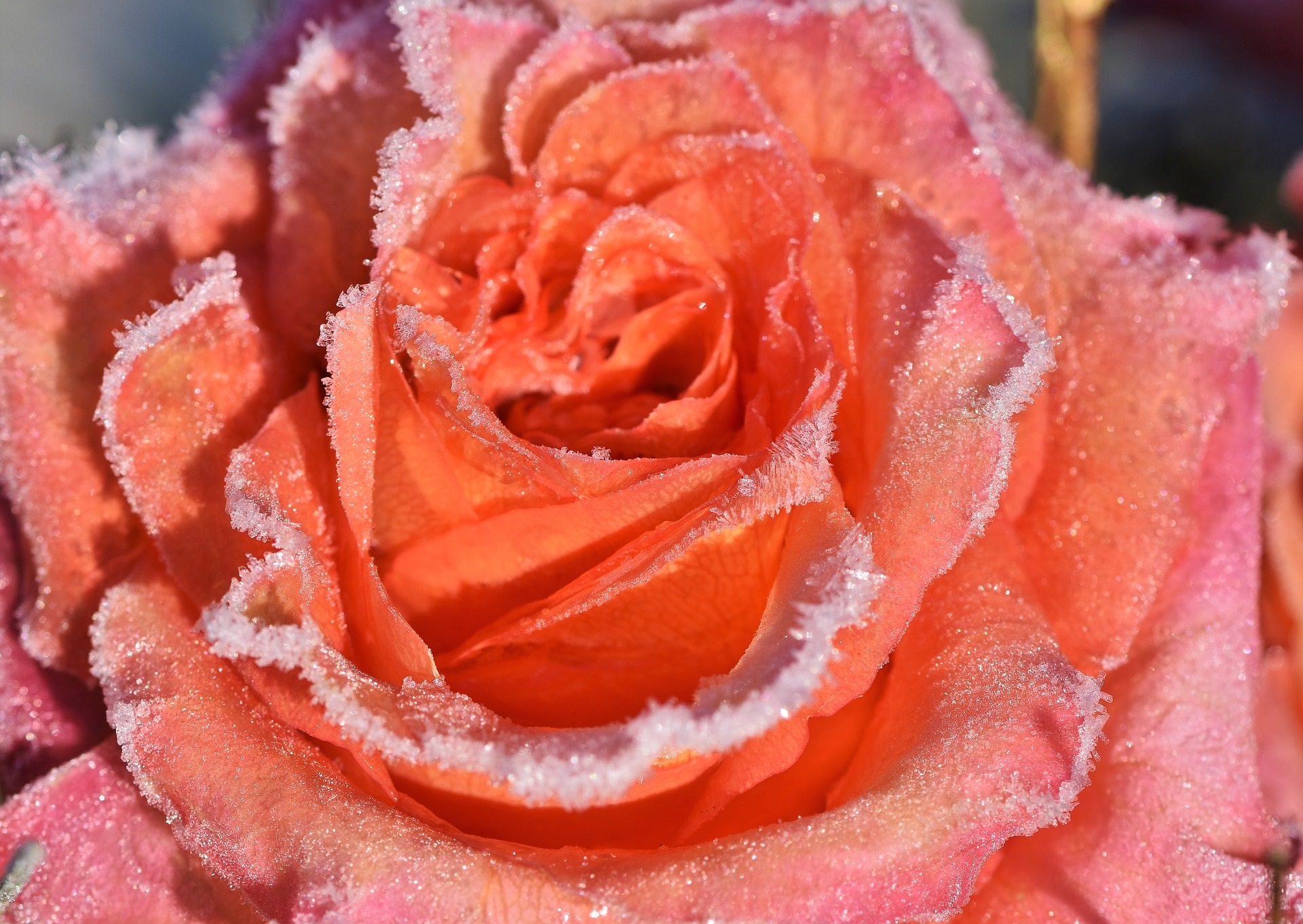 Une rose gelé symbole pour personnes agées